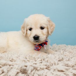 Hope - Light golden Golden Retriever puppy in Heber City, Utah from Wasatch Back Companions
