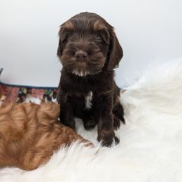 Australian Labradoodle Puppies from Paws Beyond The Pines