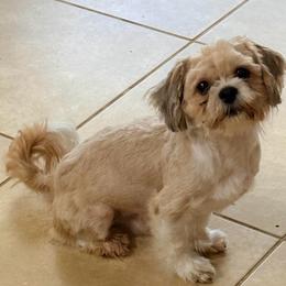 Spencer - Shih Tzu