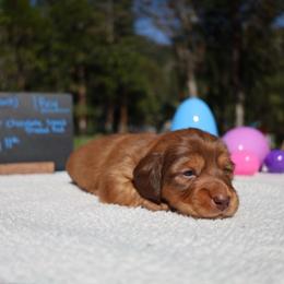 Reese (black collar) - Red male Dachshund puppy in Prospect, Oregon from Spunky Sausage Pups