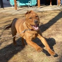 Labrador Retrievers from Autumn Oaks Labrador Retrievers