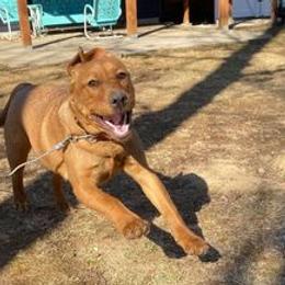 Labrador Retrievers from Autumn Oaks Labrador Retrievers