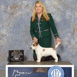 Sonny - Russell Terrier