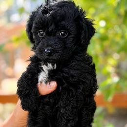 Cinderella - Black female Poodle puppy in Aurora, Colorado from Miroslava's Puppies