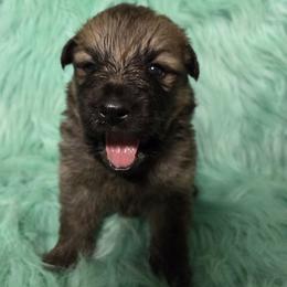 Magenta Collar Girl - Sable female German Shepherd puppy in Dallas, Pennsylvania from Mountainside German Shepherds