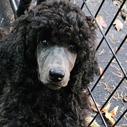 Poodle Puppies from Canterland Farm