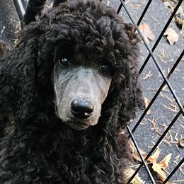 Poodle Puppies from Canterland Farm