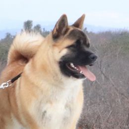 Esther - Akita