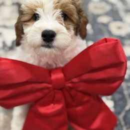 Girl 1 - Tri-color female Australian Labradoodle puppy in Florence, New Jersey from Royal Manor Labradoodles