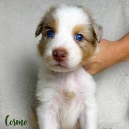 Cosmo - Red merle male Australian Shepherd puppy in Falmouth, Kentucky from Queen City Farm