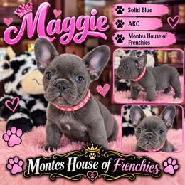 Maggie - Blue female French Bulldog puppy in Avondale, Arizona from Montes House of  Frenchies