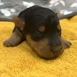 Josie - Black and tan female Welsh Terrier puppy in West Plains, Missouri from Sycamore Ridge Puppies