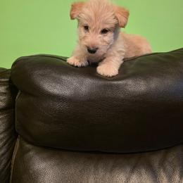 Oso- wheaten color - Wheaten male Scottish Terrier puppy in Mount Vernon, Washington from Scottish Terrier Sandra T