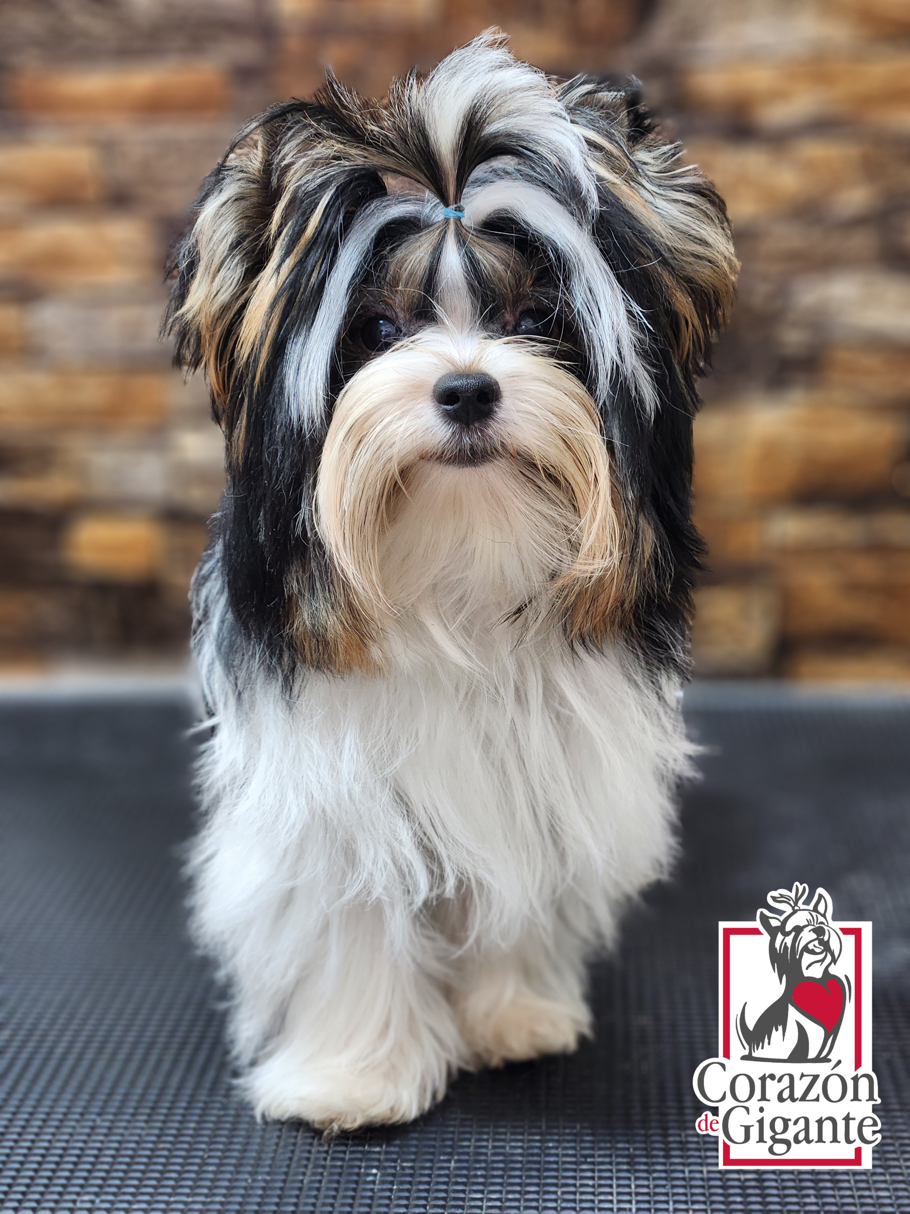 Biewer Terrier and Yorkshire Terrier Puppies from Corazón de gigante