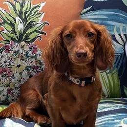 Dachshund Puppies from Aster Creek Kennel