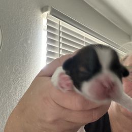 Shih Tzu Puppies from Love4Shihtzu