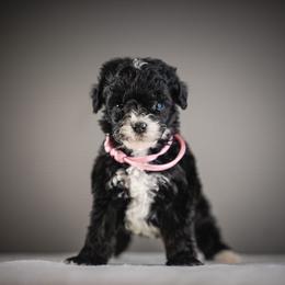 Molly - Light Pink Collar - Tri-color female Bernedoodle puppy in Caldwell, Idaho from Boise Doodle Co.