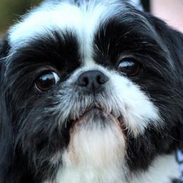 Bichon Frises and Shih Tzus from Teddy Bears of Arizona