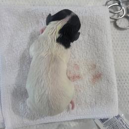 Girl 2 - White black and tan female Toy Fox Terrier puppy in Conway, South Carolina from Bee'Em Sea Kennel