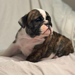 Girl 4 - Brindle female Bulldog puppy in Crane Hill, Alabama from Jetana Bulldogs