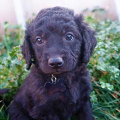 Mr Blackberry - Double Doodle puppy in Kanarraville, Utah from Mary's Crazy Double Doodle Doggies
