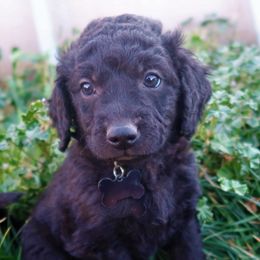 Mr Blackberry - Double Doodle puppy in Kanarraville, Utah from Mary's Crazy Double Doodle Doggies