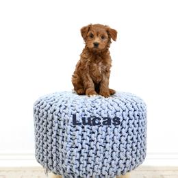Lucas - Red  male Goldendoodle puppy in Spanish Fork, Utah from Oodles of Floofy Doodles