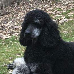 Poodles from Khaos Kennels WV
