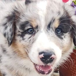 Australian Shepherds from Rocking Hearts Ranch