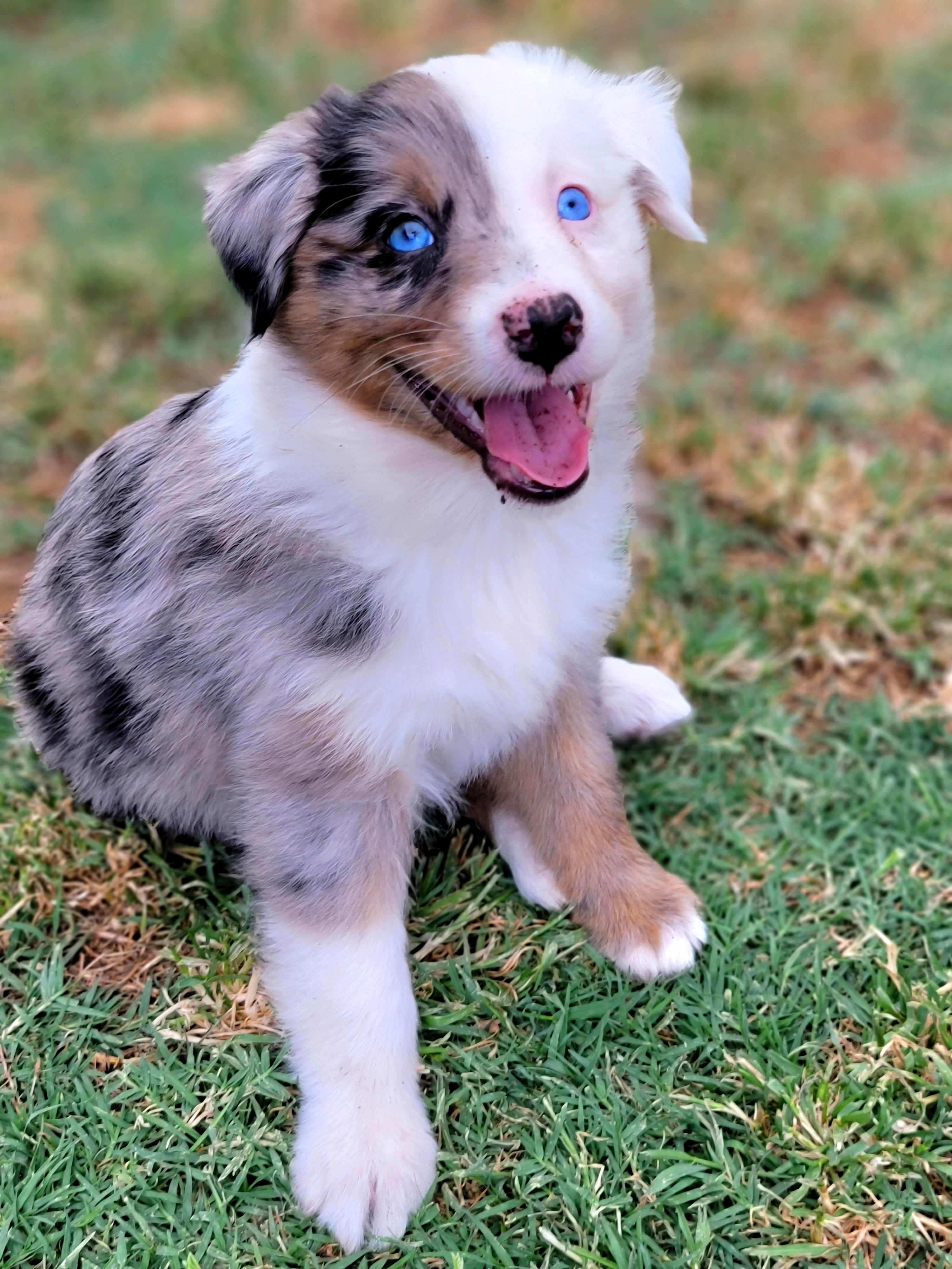 Sierra - Blue merle Australian Shepherd puppy in Glendale, Arizona from Kerr Aussies