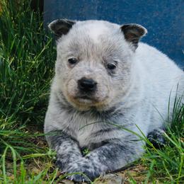 Axel - Blue male Australian Cattle Dog puppy in Redding, California from Macushla Kennel