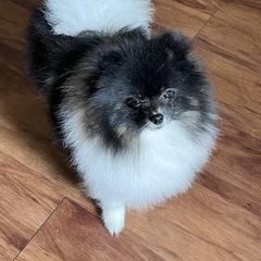 Dice - Pomeranian