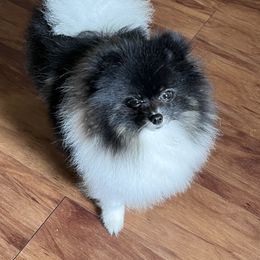 Dice - Pomeranian