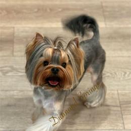 Sam - Blue and gold male Yorkshire Terrier puppy in Placerville, California from Diamond Springs Boutique