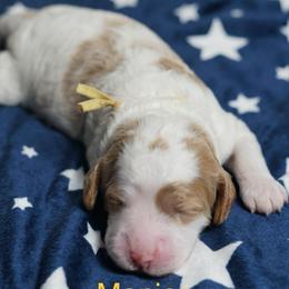 Monica - Chalk female Australian Labradoodle puppy in Fontana, California from Glory Labradoodle’s