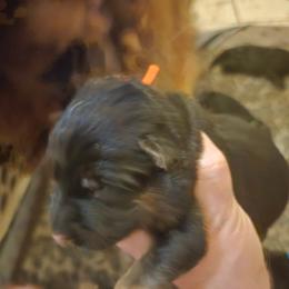 Red and black pup - Black and red female German Shepherd puppy in Coupeville, Washington from Von Hilkey Shepherds