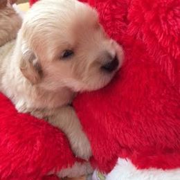 Golden Retriever Puppies from ElkCreek Golden Retrievers