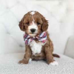 Salty - Red  male Goldendoodle puppy in Sterling, Illinois from Charley's Goldendoodles