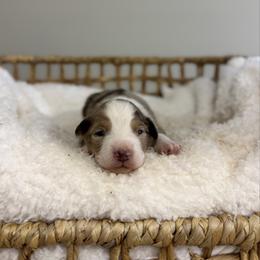 Red Merle Female 1 - Red merle female Miniature Australian Shepherd puppy in Stuart, Virginia from Apple Tree Mini Aussies