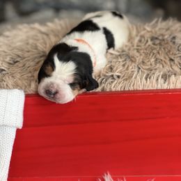 Nutmeg - Black brown and white male Basset Hound puppy in Lone Jack, Missouri from Wee Little Bassets