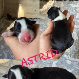 Astrid - Black and white female Border Collie puppy in Sanger, California from Flying M Cactus Ranch Buddies