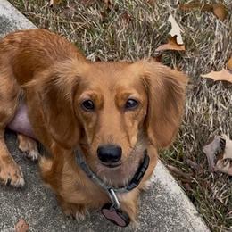 Lucy - Dachshund