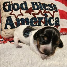 Black pie girl 1 - Piebald female Dachshund puppy in Herald, California from Bluegum Dachshunds
