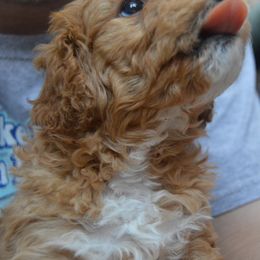 Bernedoodle Puppies from Pearce Pups