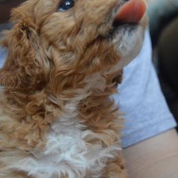 Bernedoodle Puppies from Pearce Pups