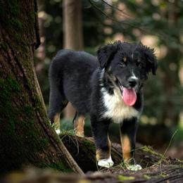 JohnnyCash - Black tri-color male Australian Shepherd puppy in Statesville, North Carolina from Charming Australian Shepherds