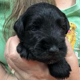 Revere - Black male Miniature Schnauzer puppy in Alexandria, Indiana from Wiggin SVF Miniature Schnauzers