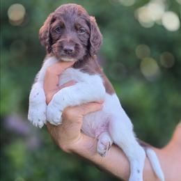 Orange Collar (Hitch) - Parti male Labradoodle puppy in Granite Falls, North Carolina from Carolina Goldendoodles