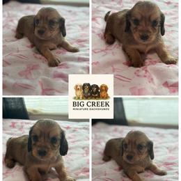 Bailey - Sable female Dachshund puppy in Durant, Oklahoma from Big Creek Mini Dachshund