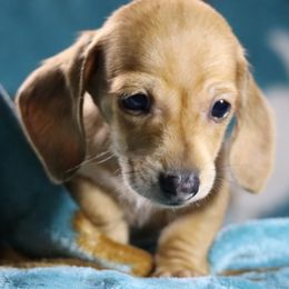 Dachshund All Grown Up from Gryphon Lane Dachshunds